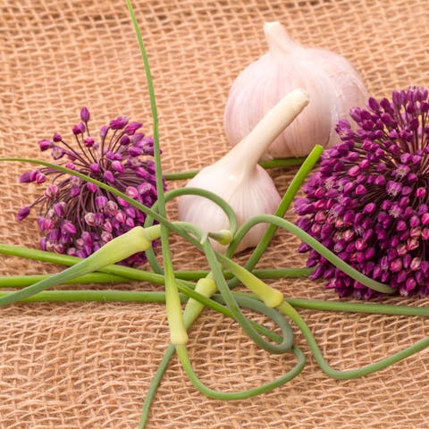 Garlic Flowers Information & Facts: Both Delicious & Beautiful
