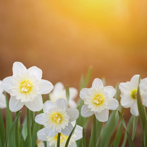 The Jonquil Flower Is Ideal In Borders, Flowerbeds, and Brings Cheerfulness and Light to Gardens