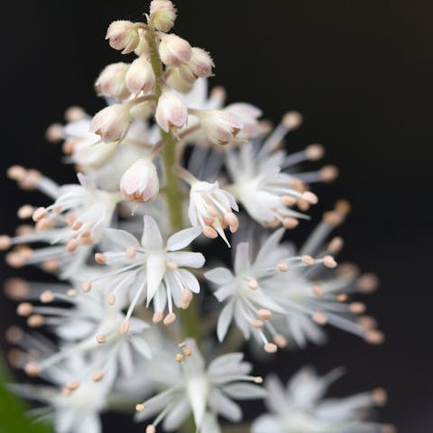 The Foam Flower, A Fragile Beauty