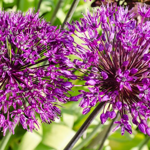 The Onion Flower: The Secret Beauty