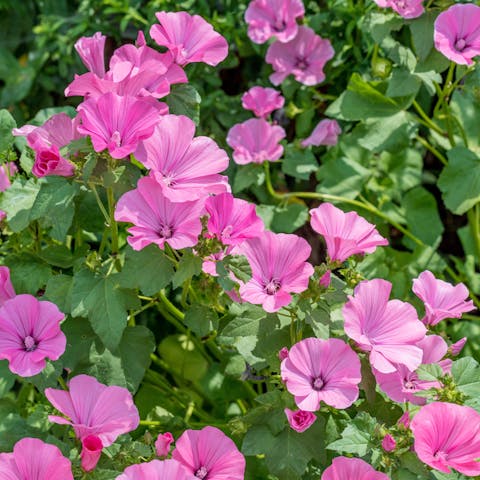 Mallow Flower: An Attractive Medicinal Powerhouse