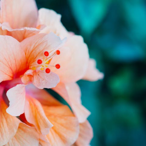 Hawaii Flower: The Hidden Treasure