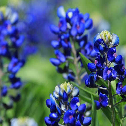 Bluebonnet Flower: A Gorgeous Bloom to Add to Your Home’s Garden