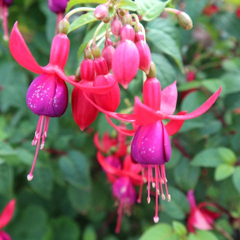 Fuchsia Flower: From Origins to How to Make It Bloom