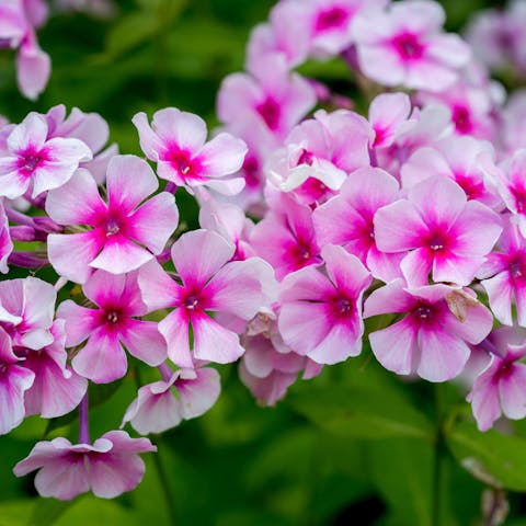 The Phlox Flower Offers Beautiful Flowering Throughout Summer