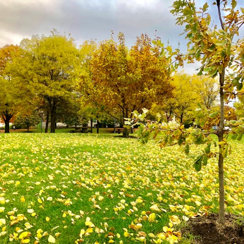 Ohio State Flower: A Rich History and Symbolism