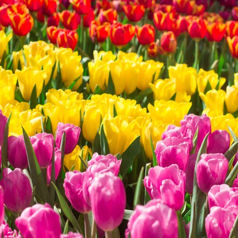 Tulip Meaning – Choose The Best Colorful Tulips To Share Your Happiness With Your Loved Ones