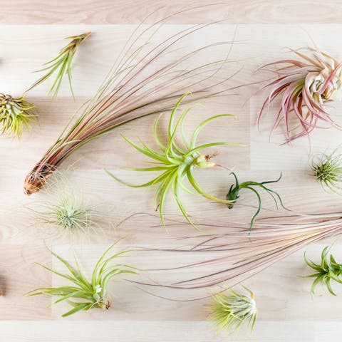 What You Should Know About Growing Different Types of Air Plants