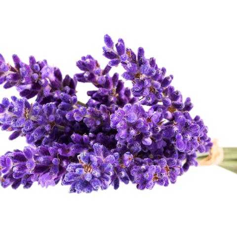 How to Send Flowers to a Hospital