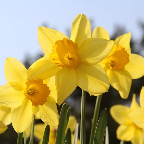 Choose the Beautiful Daffodil Flower to Celebrate in December