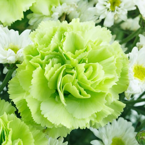Choose Lively Green Flowers to Celebrate Anything