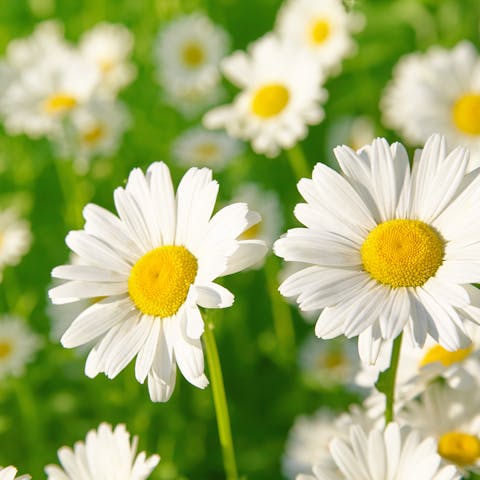Daisy flower meaning: The Secret Message It Conveys