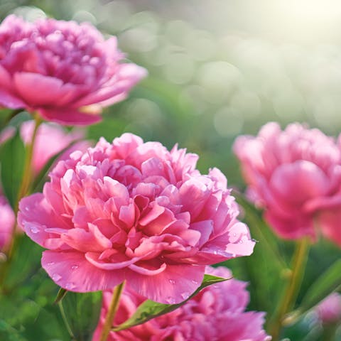 Peony: the Imperial Flower