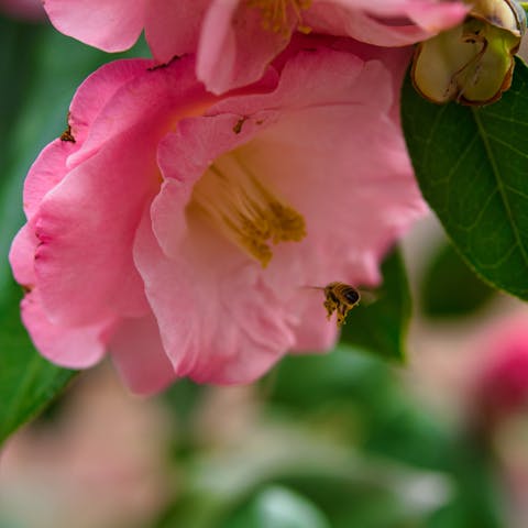 The Iowa State Flower Is the Wild Prairie Rose