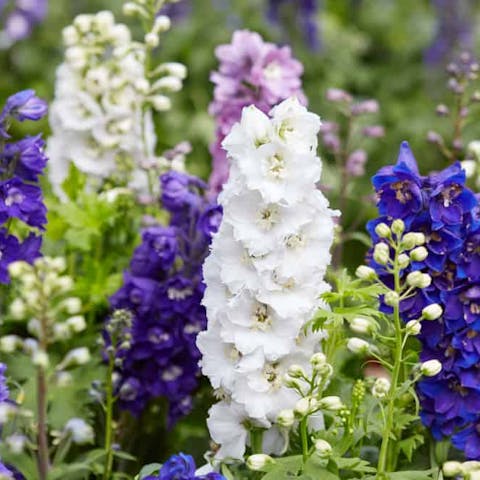 Delphinium is the Magnificent JulyFlower that Symbolizes Lightness
