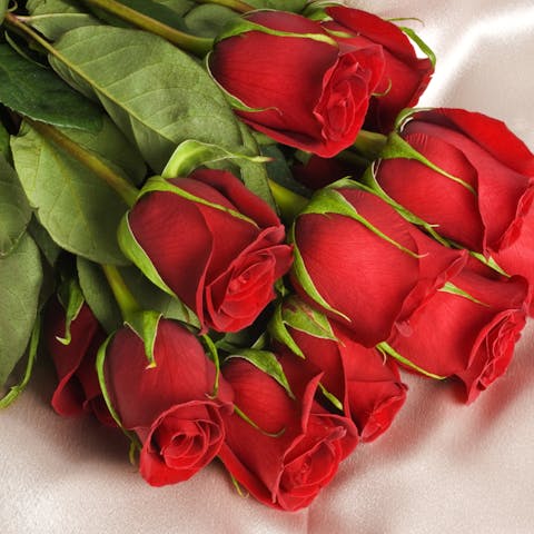 Learning More About Roses, the Official June Flower