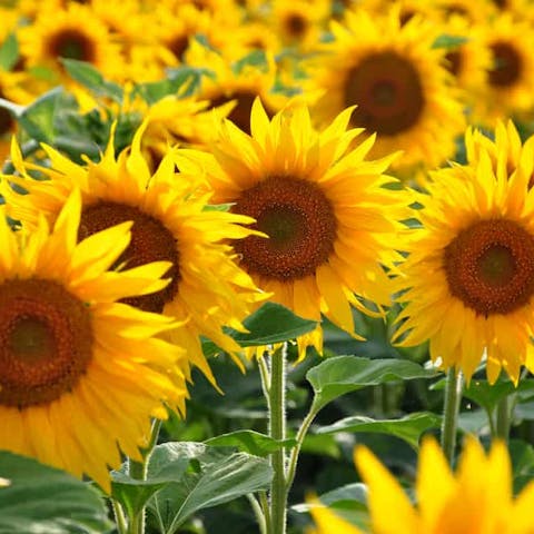 Types of Sunflowers and Their Characteristics: The Tall, The Dwarves and The Colored