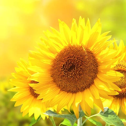 Yellow Flowers to Add to Tropical Gardens