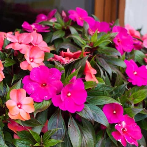 Impatiens Flowers Bring Cheerfulness and Charm to Your Garden in Summer