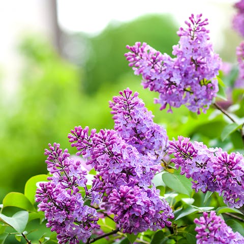Lilac Flower Meaning: Understanding this Beautiful Bloom