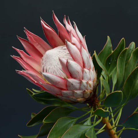 Tropical Leaves: The Wild Untamed Jungle
