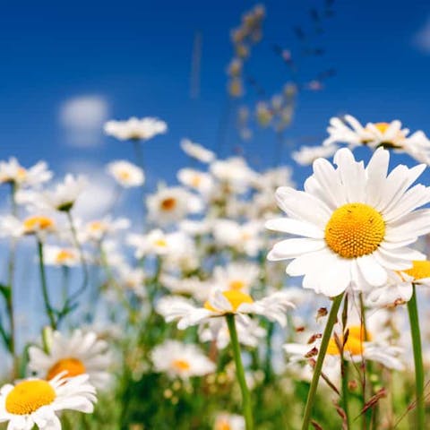 Learning of the Different Types of Daisies