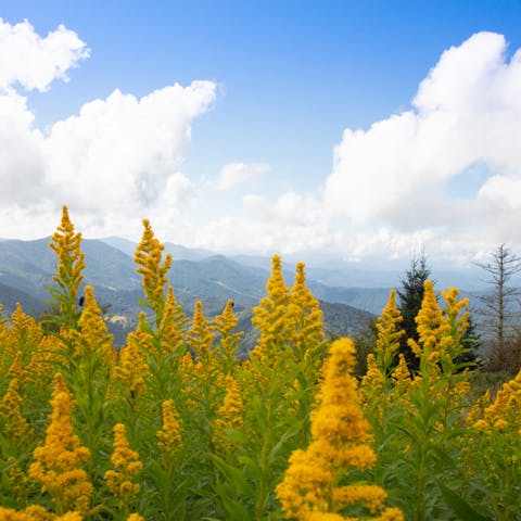 The Goldenrod Flower: The Stubborn Beauty