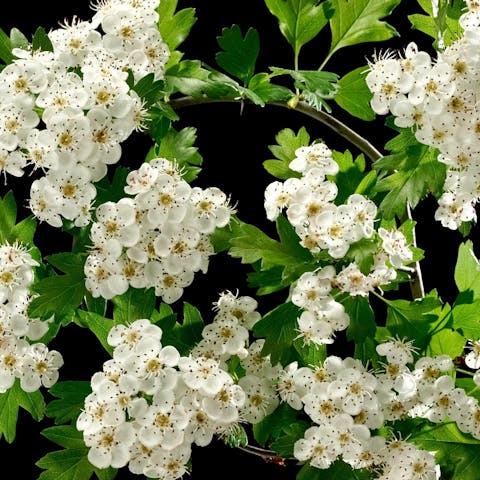 Hawthorn Flower Meaning: Beautiful and Useful in Healing