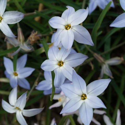 The Starflower Brightens your Garden in Winter and Brings Joy to Your Interior