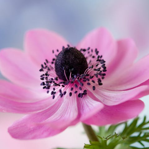 Anemone Flower Meaning – Wild but Fragile