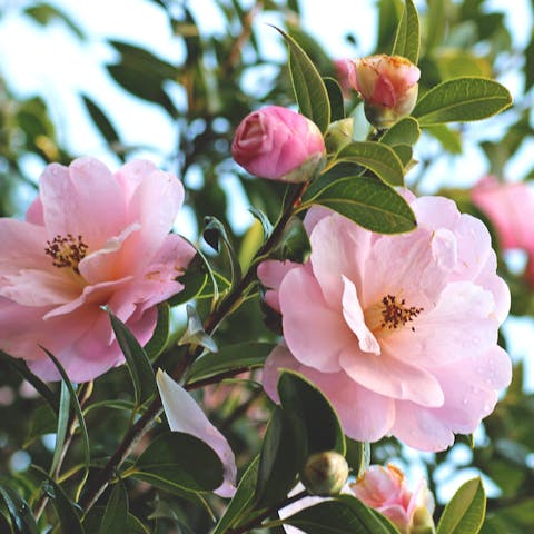 Camellia Flower Meaning: Plus Their History and Care