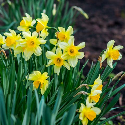 Daffodils – The full guide