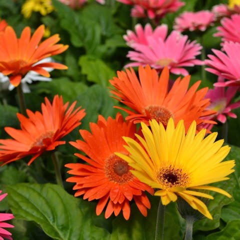 Uncovering the Daisy Symbolism