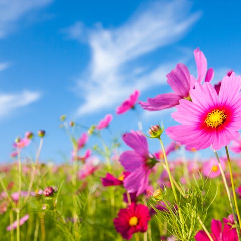 Early Spring Flowers: Gardening for an Early Spring