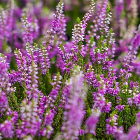 The Heather Flower: A Beautiful and Powerful Symbol