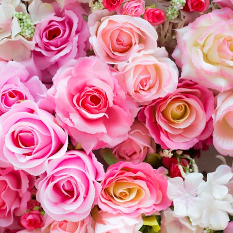 Rose Symbolism: What You Need to Know Before Buying Roses