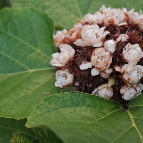 The Beautiful Hydrangea Types You Can Put in Your Garden