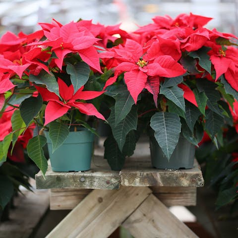 Poinsettia Flower to Your Loved Ones
