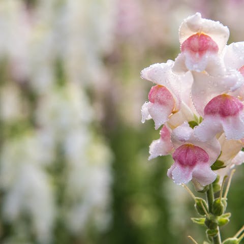 Dragon Flower – Useful in Kitchen & Garden