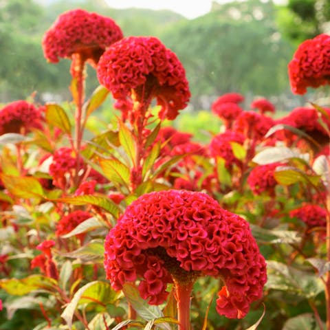 Cockscomb Flower – Original Touch of Beauty