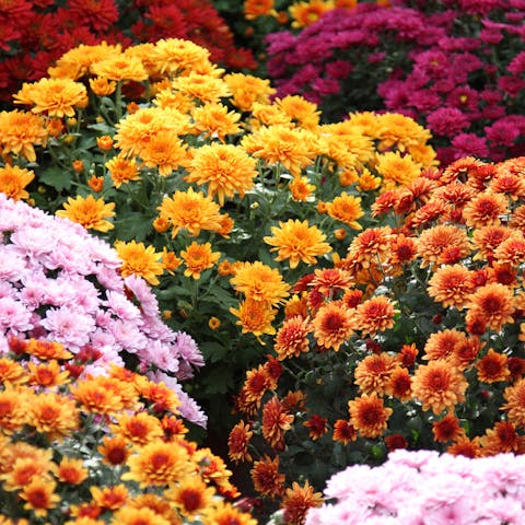 The Chrysanthemum Flower and Its Meaning and Significance