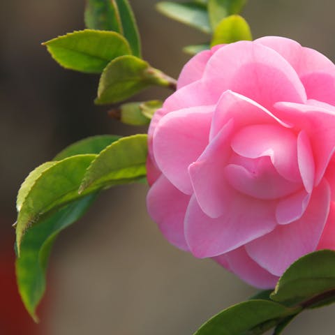 The Alabama State Flower: Camellia
