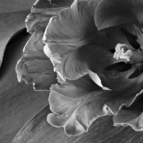 Black Flowers – The Complete Guide
