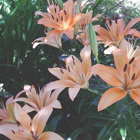 Learn the Meaning Behind the Lily
