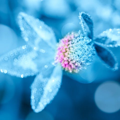 Beautiful Light Blue Flowers to Consider for Your Garden