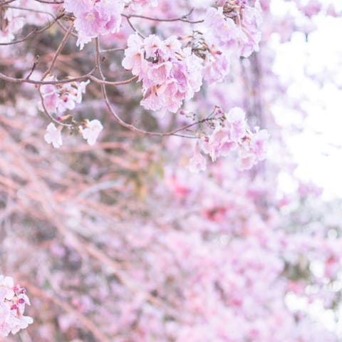 When to Look for a Japanese Flower by Season