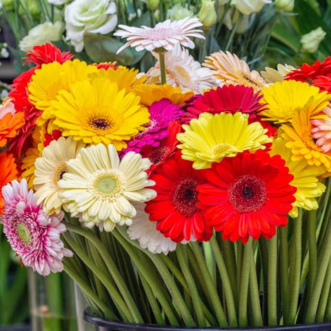 Gerbera Daisy Care: The Vibrant Beauty