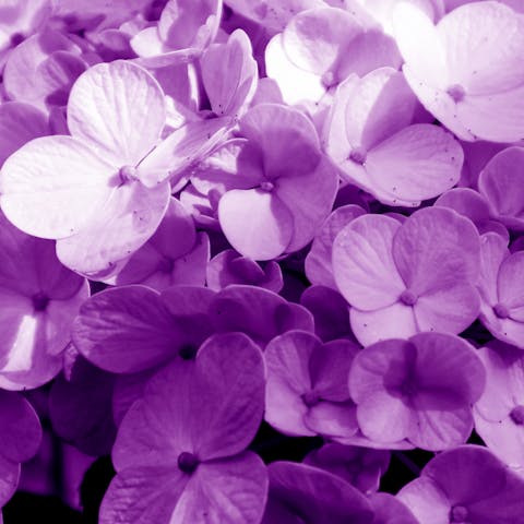 The Violet Flower Shines Your Birth Month in February