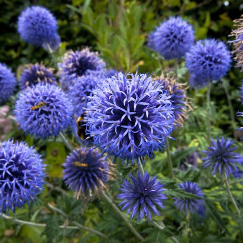 Exotic Dark Blue Flowers for Your Home and Garden