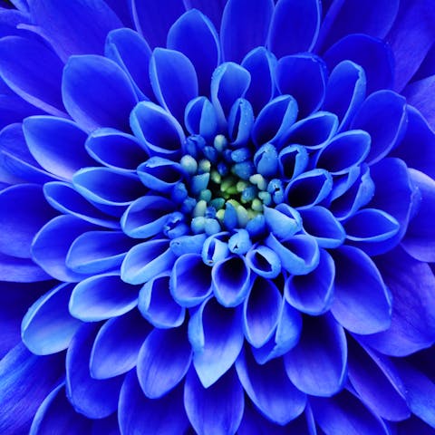 Blue Flower Names: History, Culture, and Symbolism